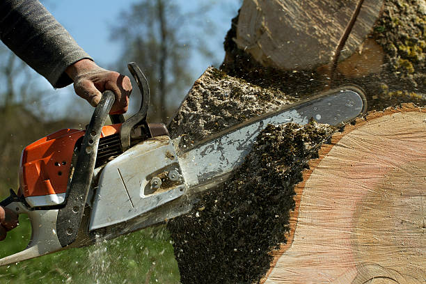 How Our Tree Care Process Works  in  Booker, TX